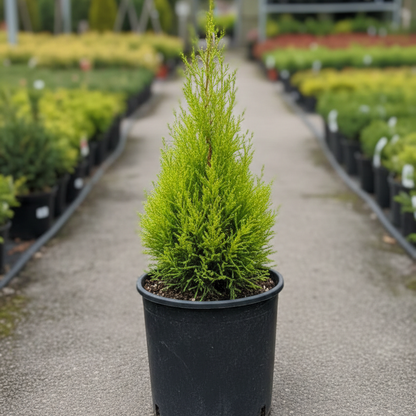Cipresso "Cupressus Goldcrest"