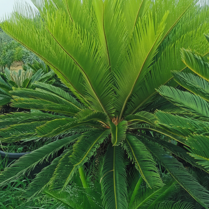 Pianta di Cycas Revoluta
