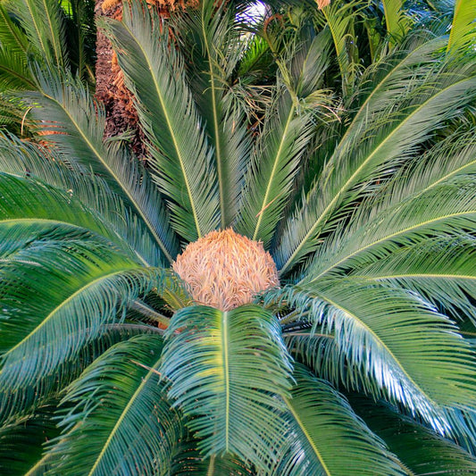 Cycas Revoluta 'piccola vaso 16/18''