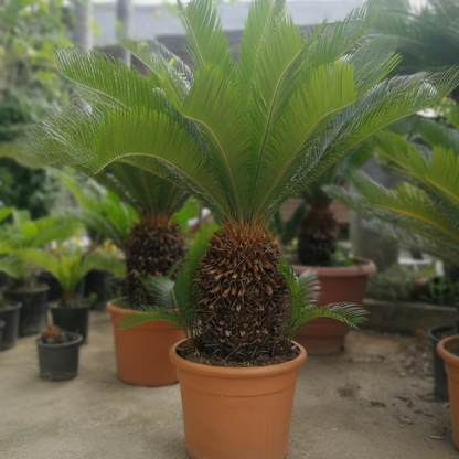 Pianta di Cycas Revoluta