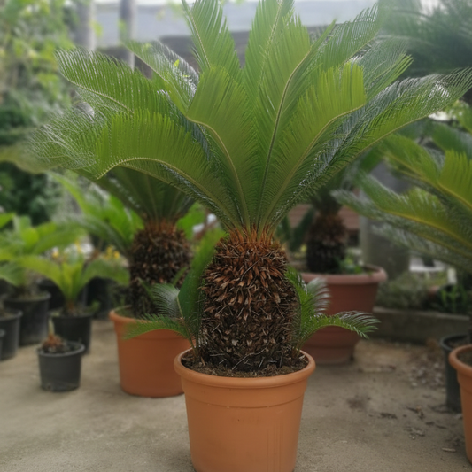 Pianta di Cycas Revoluta