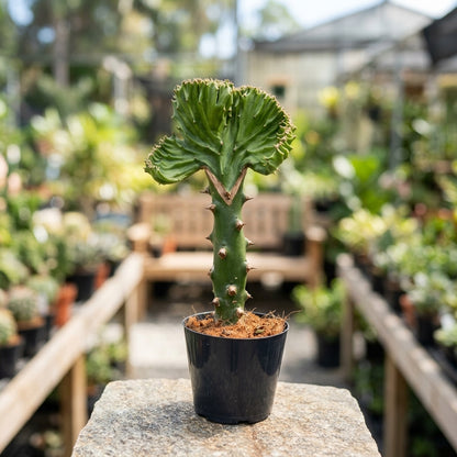 Euphorbia Crestata Pianta grassa