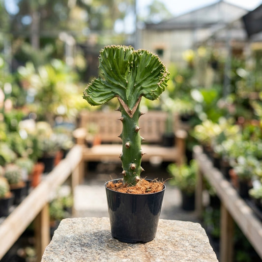 Euphorbia Crestata Pianta grassa
