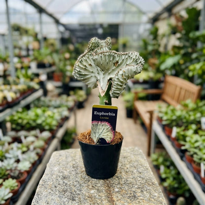 Euphorbia Crestata Pianta grassa