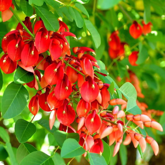 Astone di Erythrina Crista-Galli, Albero del Corallo