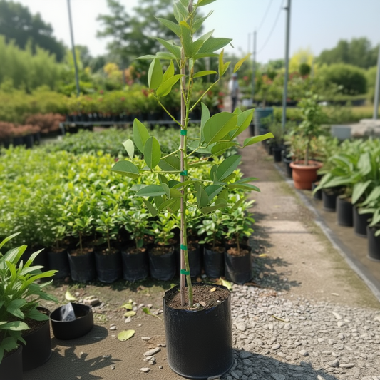 Astone di Erythrina Crista-Galli, Albero del Corallo