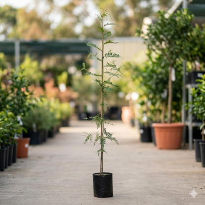 Albero di Schinus Molle, Falso pepe, Pianta Ornamentale con Foglie Verdi e Bacche Rosa, albero da ombra pendente. Astoni, alberatura H120CM
