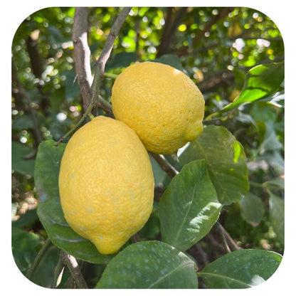 PIANTA DI LIMONE, CM 140/150, IN FITOCELLA