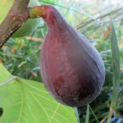 Pianta di fico