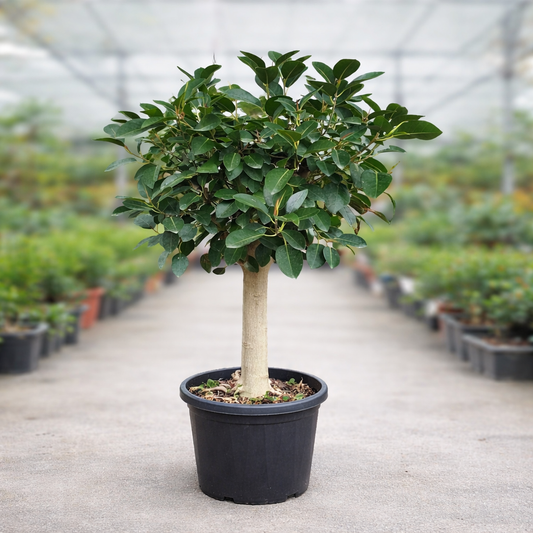 Ficus Australis, Bonsai di Ficus