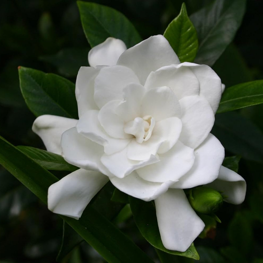 Cespuglio di Gardenia Jasminoides