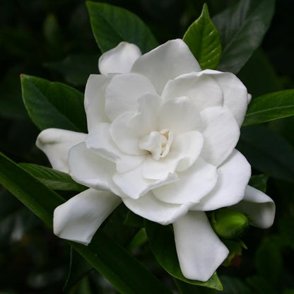 Cespuglio di Gardenia Jasminoides