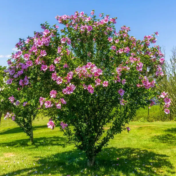 Pianta di Hibiscus Alberello
