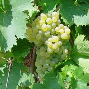 Barbatelle di uva da tavola, Piante di Vite a radice nuda di Prima scelta, Piante innestate.