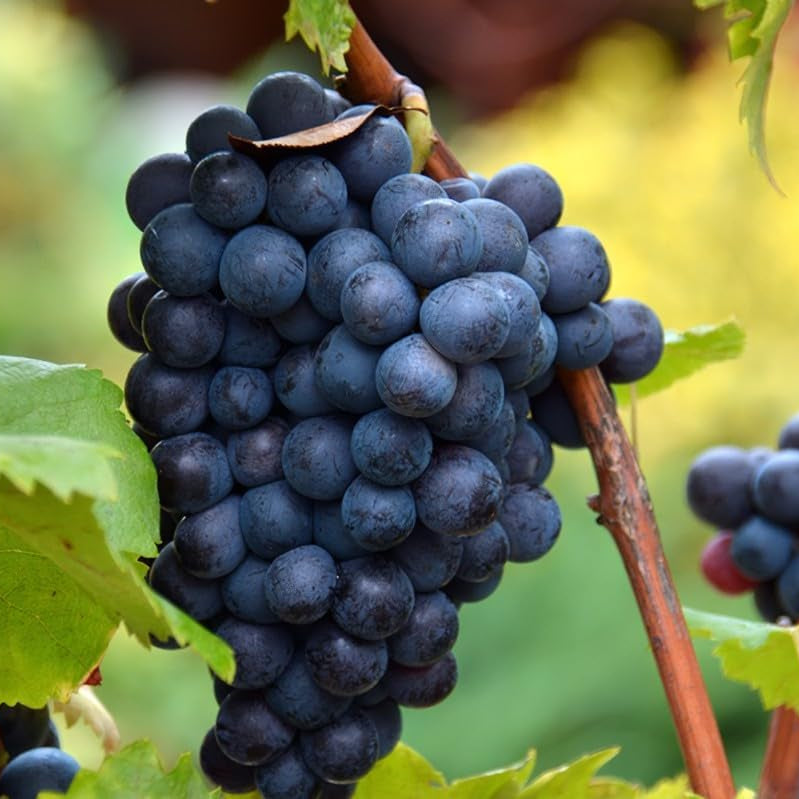 Barbatelle di uva da tavola, Piante di Vite a radice nuda di Prima scelta, Piante innestate.