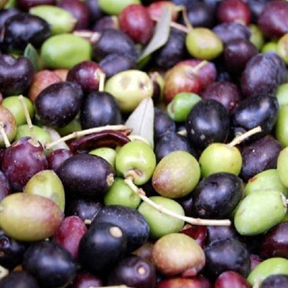 Pianta di ulivo, da olio o ornamentale