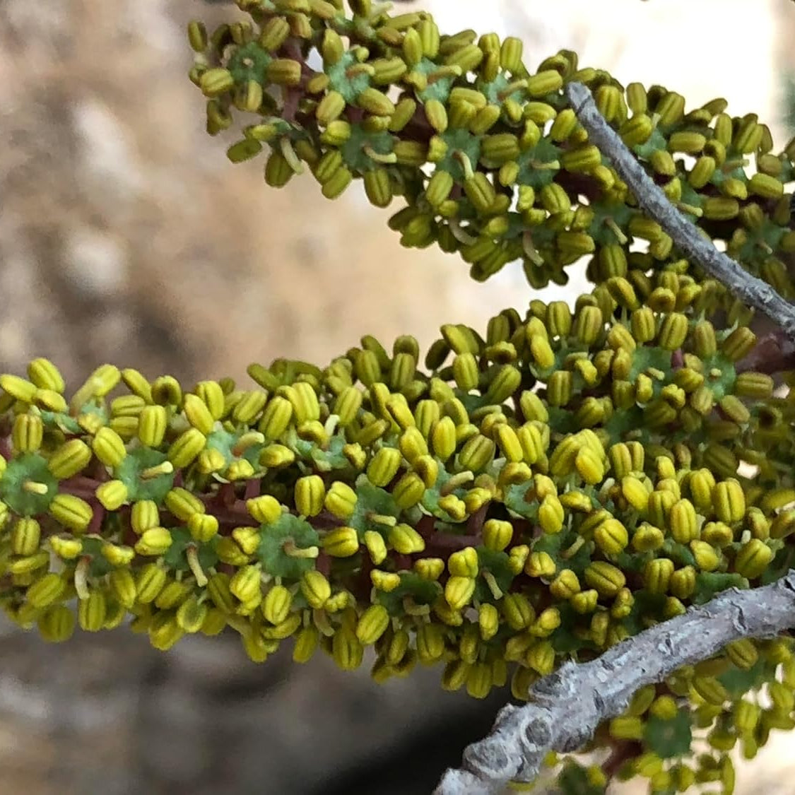 Pianta di Carrubo, Ceratonia Siliqua