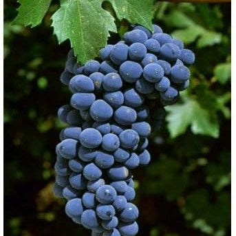 25 Barbatelle di uva nera da Vino, Piante innestate di I scelta, Piante certificate