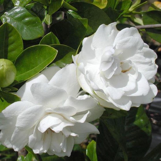 Cespuglio di Gardenia Jasminoides