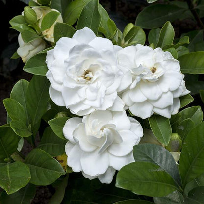 Cespuglio di Gardenia Jasminoides