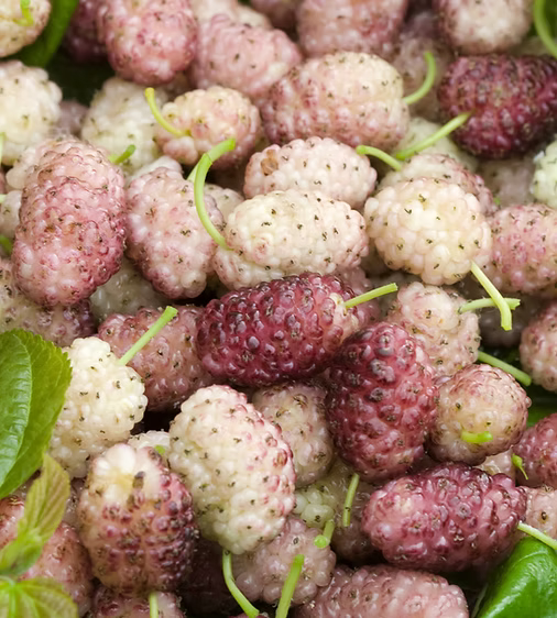 Albero di Gelso, frutti biologici e commestibili