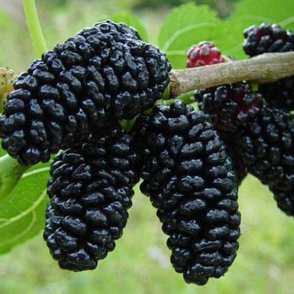 Albero di Gelso, frutti biologici e commestibili