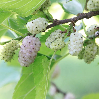 Albero di Gelso, frutti biologici e commestibili