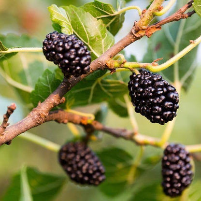 Albero di Gelso, frutti biologici e commestibili