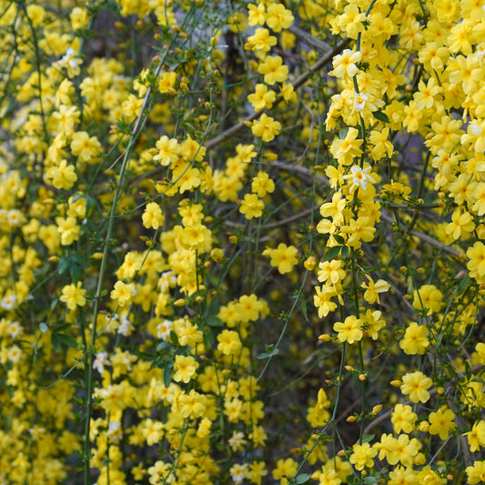 Gelsomino Giallo, Jasminum nudiflorum H150cm, pianta Gelsomino di San Giuseppe