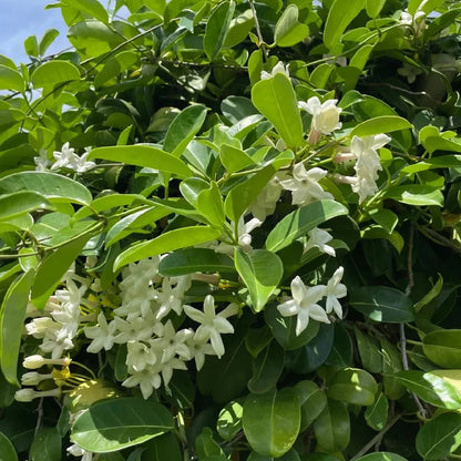Gelsomino Stephanotis