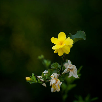 Gelsomino Giallo, Jasminum nudiflorum H150cm, pianta Gelsomino di San Giuseppe