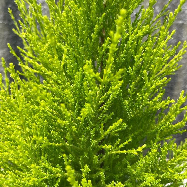 Cipresso "Cupressus Goldcrest"