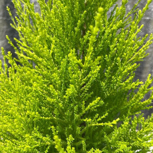 Cipresso "Cupressus Goldcrest"