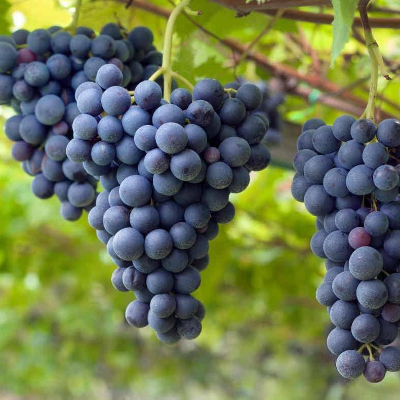 25 Barbatelle di uva nera da Vino, Piante innestate di I scelta, Piante certificate