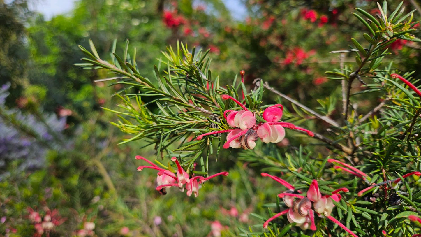 Grevillea rosmarinifolia