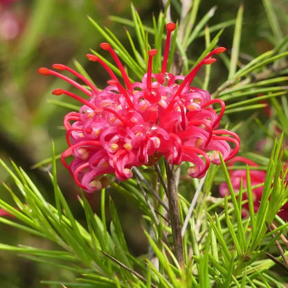 Grevillea rosmarinifolia