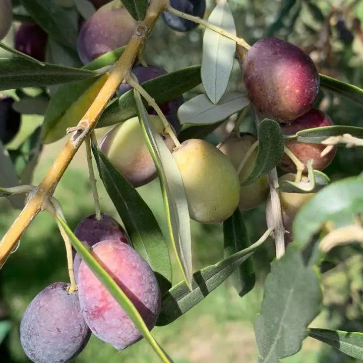 Pianta di ulivo, da olio o ornamentale