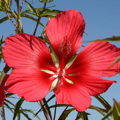 Hibiscus Coccineus Fiore Gigante