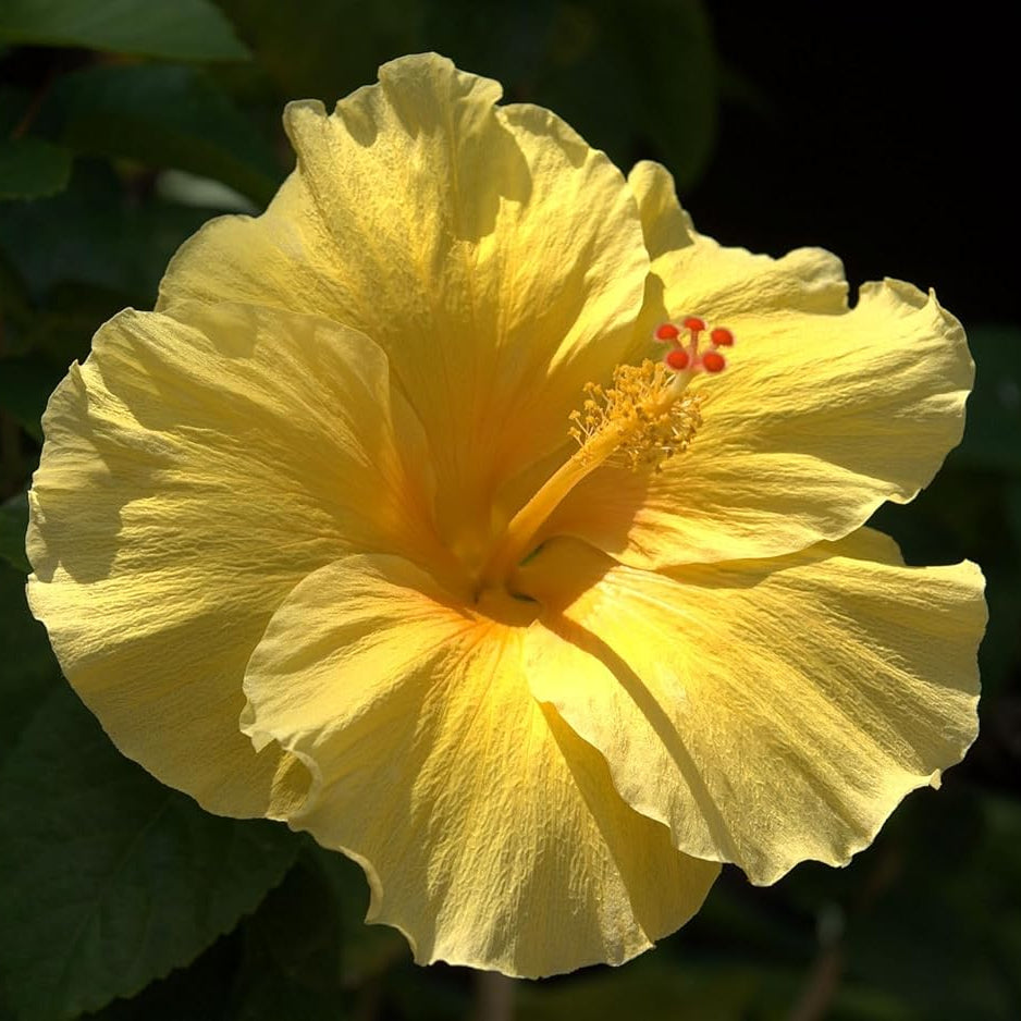 Pianta di Hibiscus Alberello