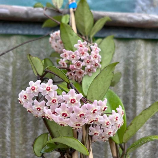 Pianta di Hoya Carnosa Fiori di cera-porcellana Pink, vs20 H110cm