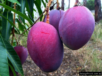 Pianta di Mango Mangifera Indica, H140CM