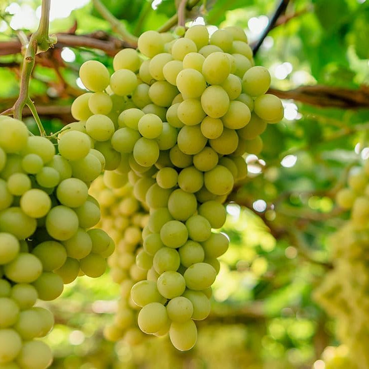 Barbatelle di uva da tavola, Piante di Vite a radice nuda di Prima scelta, Piante innestate.