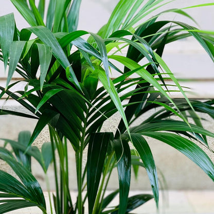Kentia, Palma tropicale