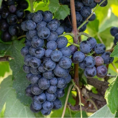 25 Barbatelle di uva nera da Vino, Piante innestate di I scelta, Piante certificate