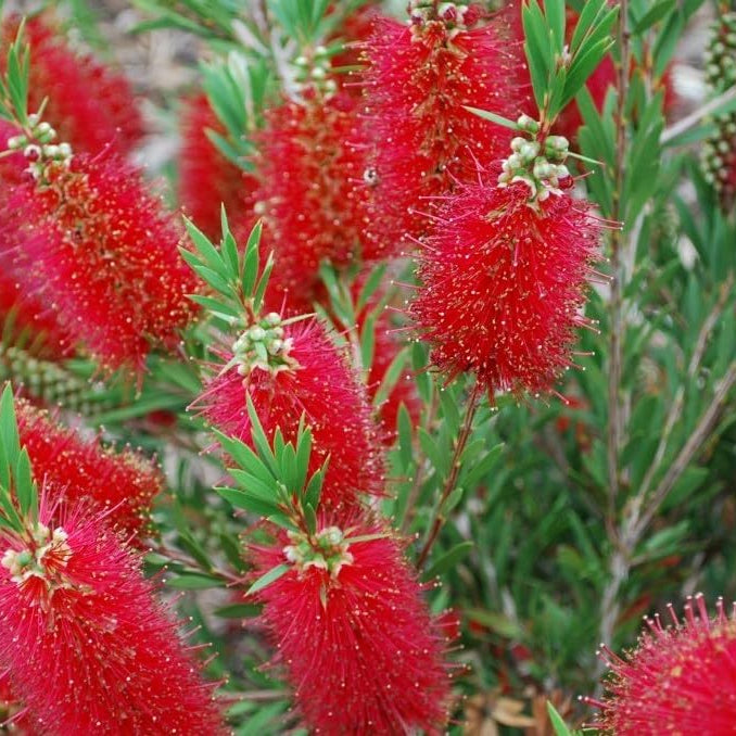 Pianta di Callistemon Leavis