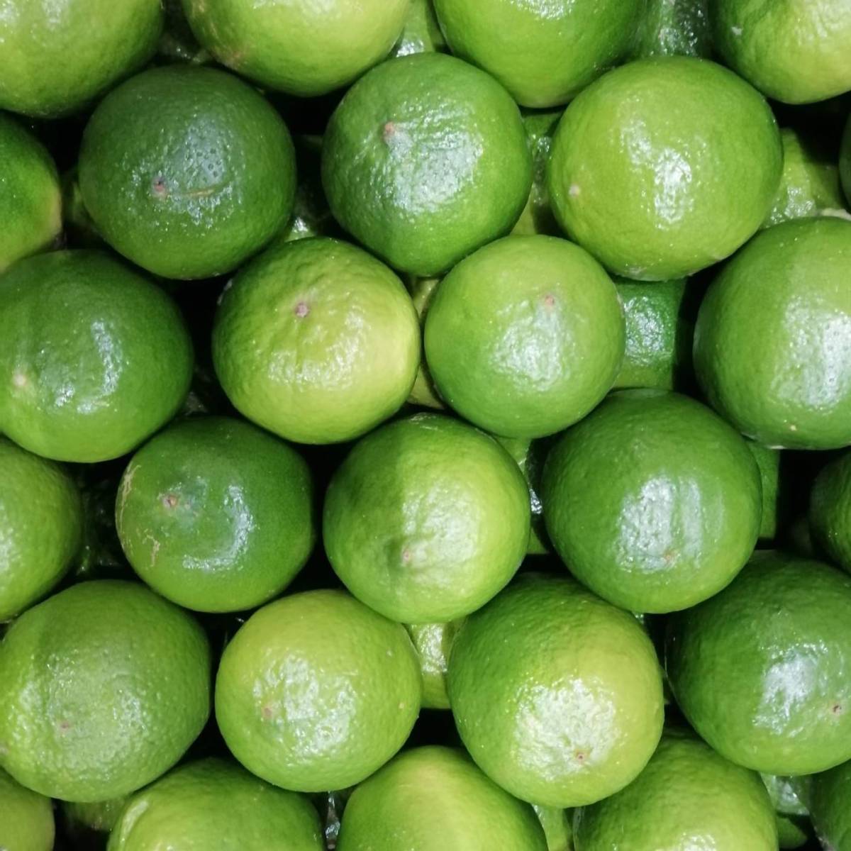 Pianta di Lime