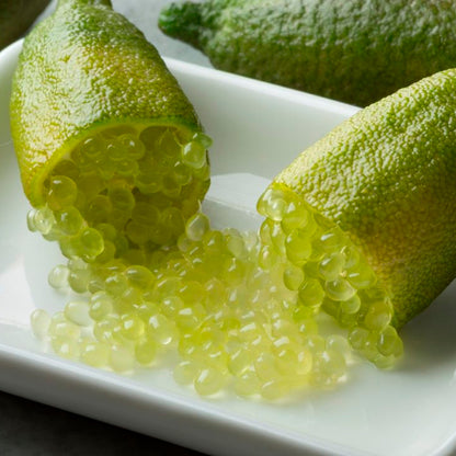 Pianta di Limone Caviale, Finger Lime