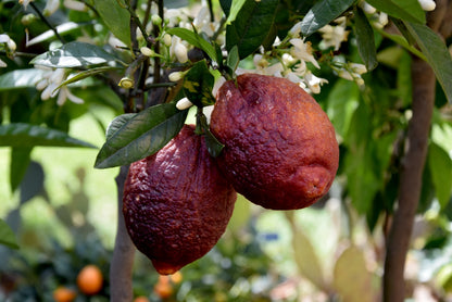 Pianta di Limone Rosso, Lemon Red