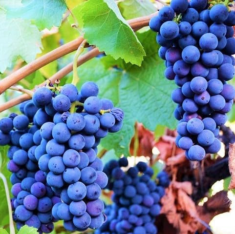 25 Barbatelle di uva nera da Vino, Piante innestate di I scelta, Piante certificate