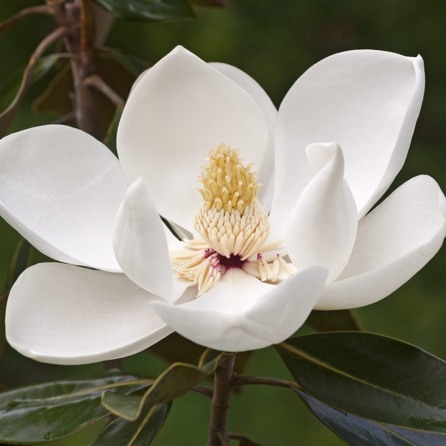 Pianta di Magnolia Grandiflora Gallisoniensis